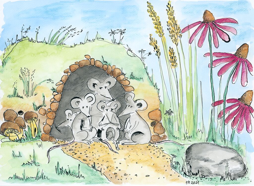 myszki, norka myszek